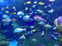 73967CrLeUsm - Celebrating Dan's birthday at Ripley's Aquarium   Each New Day A Miracle  [  Understanding the Bible   |   Poetry   |   Story  ]- by Pete Rhebergen